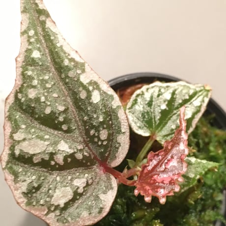 Begonia sp. from Sarikei [RIO]