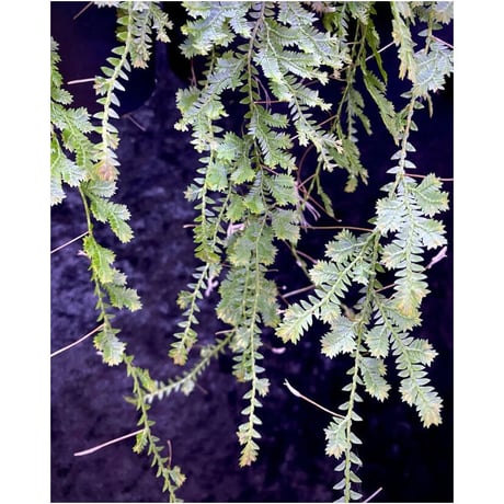 Selaginella sp. from Iquitos Peru [tanakay]