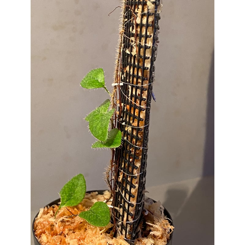 Microgramma tecta 伊藤蟻植物農園 | M・R・G・R