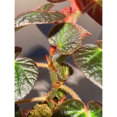Begonia sp. from Manaus