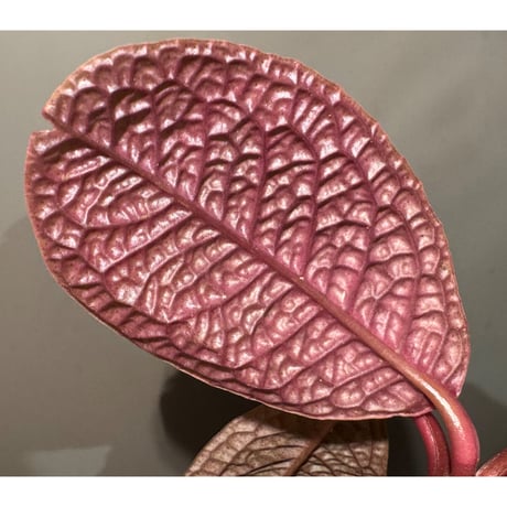 Ardisia sp. ''Snake Skin" from Kapuas hulu West Kalimantan