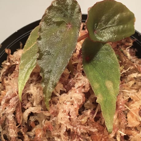 Begonia nothobaramensis (sp.) from Brunei