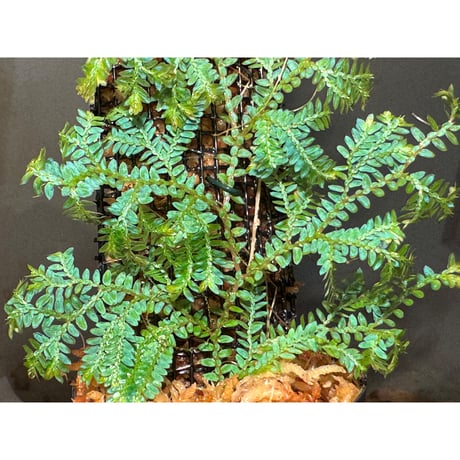 Selaginella willdenowii