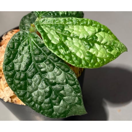 Elatostema sp. (Sri Lanka?)