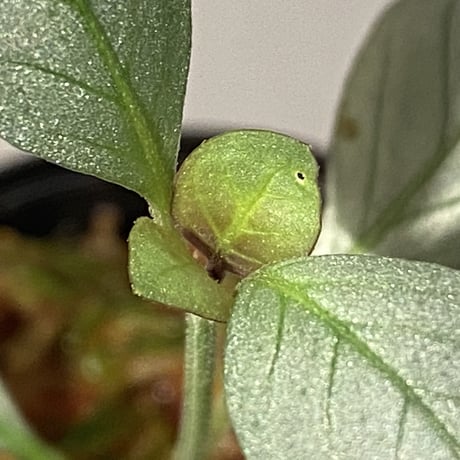 Acanthaceae gen. from Laos [LA]