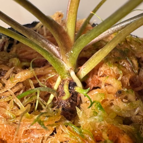 Cryptocoryne nurii "Lga-1" Pulau Lingga [HW0622-06]