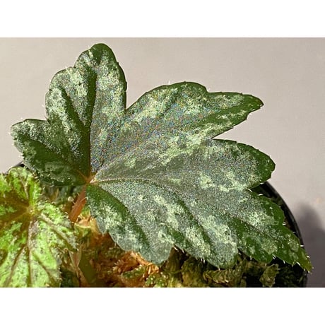 Begonia cv. Jaggy [LA0314-00-f1]