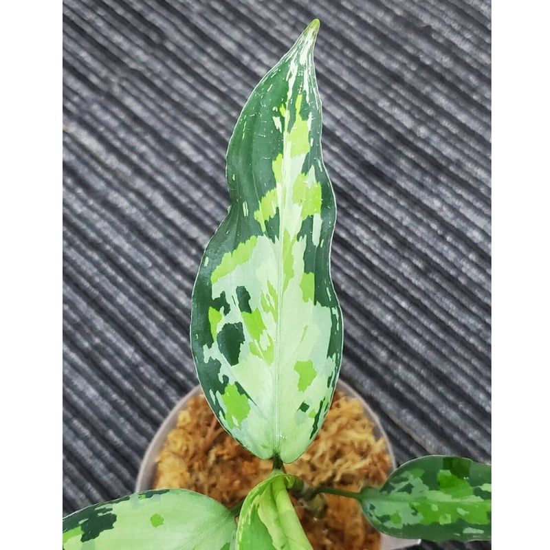 アグラオネマ ピクタム LA0121-01z-b Aglaonema pictum from Aceh sumatera [LA0121-01z
