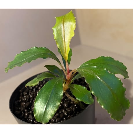 Bucephalandra sp. "Maia"