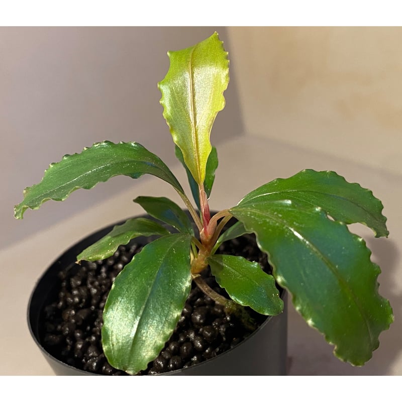 Bucephalandra sp. 