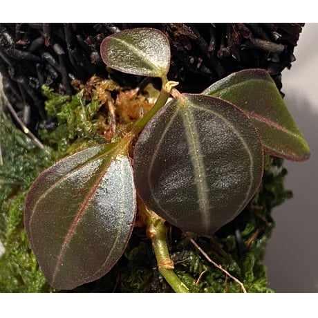 Pachycentria sp. from Selangor