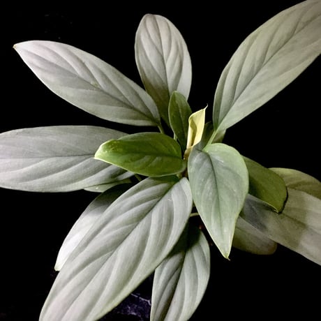 science room ver. Homalomena