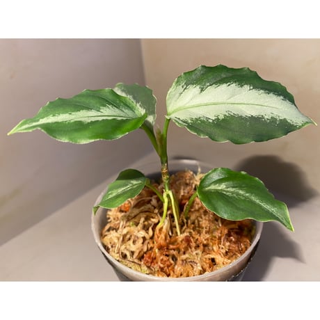 Aglaonema pictum from Tapak Tuan Aceh [MA1510-86]