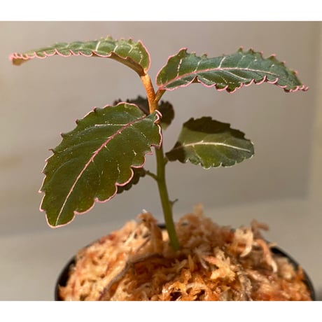 Labisia sp. from Riau sumatera