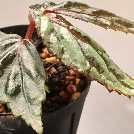 Begonia sp. from Sarawak