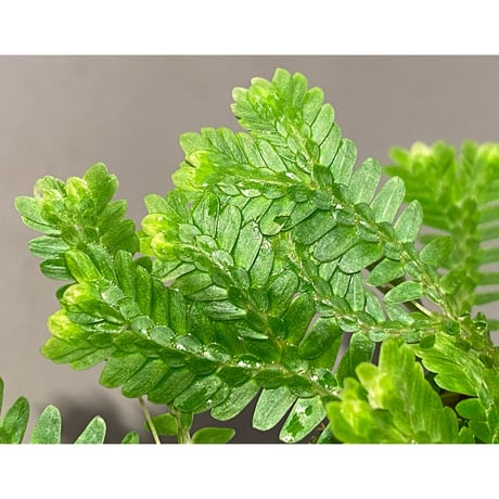 Selaginella sp. バリエガータ from "Nanga pinoh" [TB]