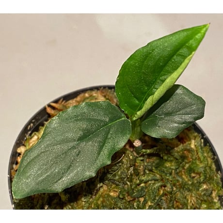 Unknown from Iquitos Peru [tanakay]