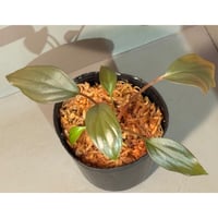 Homalomena sp. "Light Blue Silver" from Kepulauan Riau ②