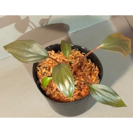 Homalomena sp. "Light Blue Silver" from Kepulauan Riau ②