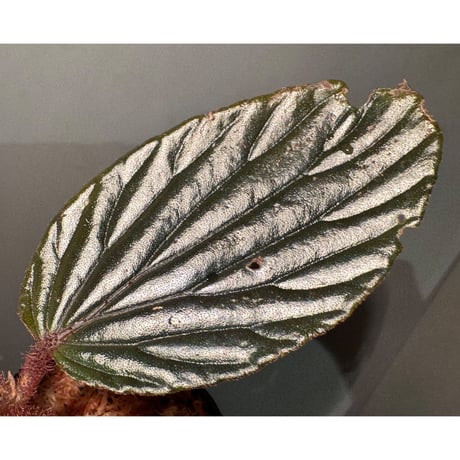 Begonia sp. from Kapuas hulu West Kalimantan