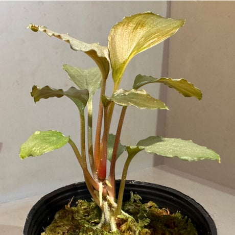 Homalomena sp. "Platinum Velvet" from Kepulauan Riau [KN]