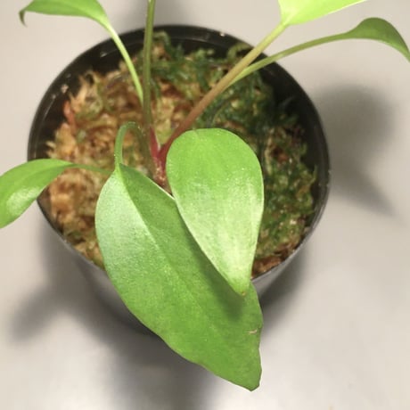 Homalomena sp. from Riau