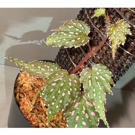 Begonia sp. from Luzon Aurora Philippines 標高500m付近　[KSB]