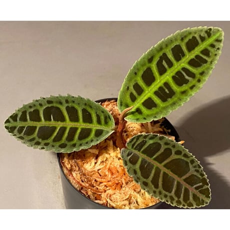 Emblemantha urnulata (Labisia sp.) from Riau sumatera [LA0815-01]