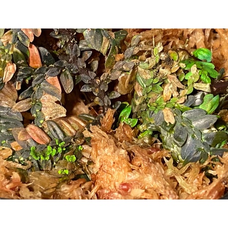 Selaginella picta