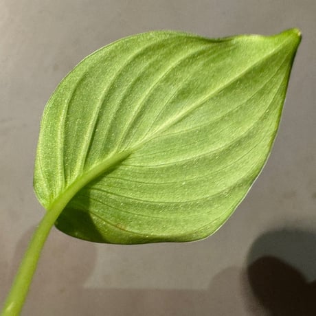 Homalomena sp. "Aceh selatan3" from Aceh Sumatra [TB2303]