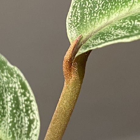 Ardisia sp. from Raub Pahang
