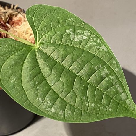 Dioscorea sp. from Chiang Mai [TK290518-1]