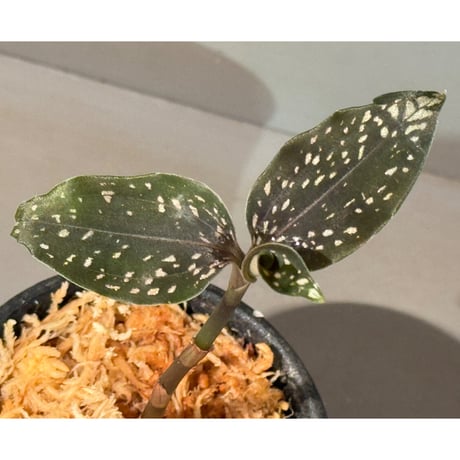 Microchilus tridax 'Green' from Ecuador