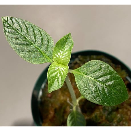 Gesneria sp. from "Kayu lapis" [TB]