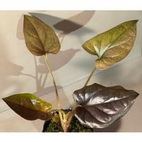 Syngonium cf. erythrophyllum from Colombia [LA0316-02]