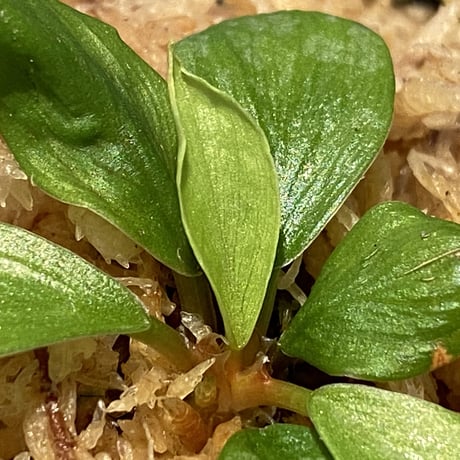 Homalomena sp. [LA0317-z-r]