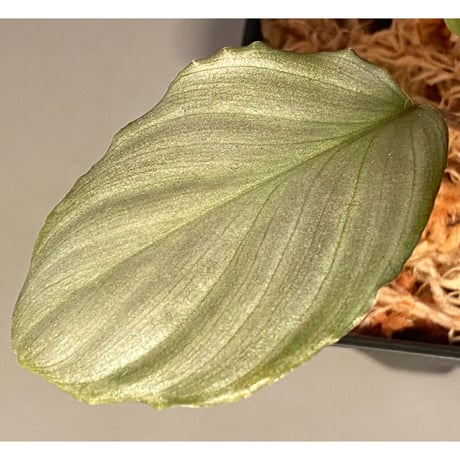 Homalomena sp. "赤銀×？" from West Java wf1 [Import] KZT