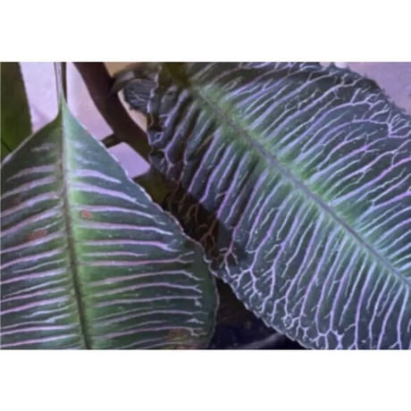 Ardisia sp. from Perlis Malaysia