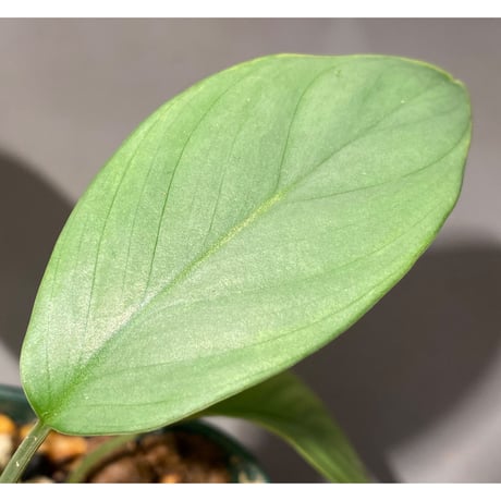 Homalomena sp. from Aceh sumatera