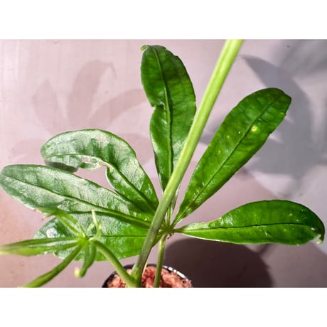 Anthurium polyschistum from Napo Ecuador [tanakay]