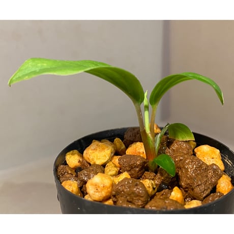 Homalomena sp. "Green" from Sumatera