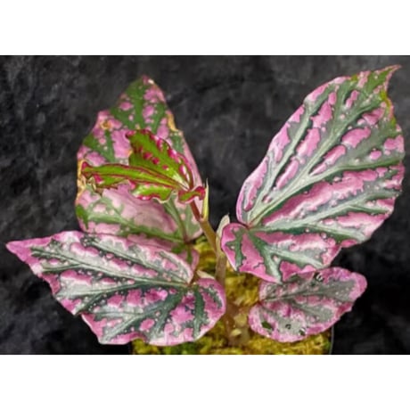 Begonia sp. "Crazy pink" from Lampung sumatera [LA1118-03]