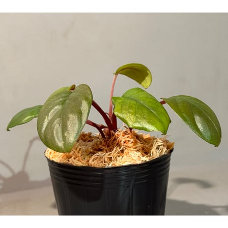 Homalomena terajaensis "Labi" Brown Brunei [TB]