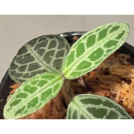 キツネノマゴ科の一種 from Lasi [R1214-02a]