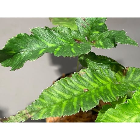 Coniogramme emeiensis 中国四川省原産