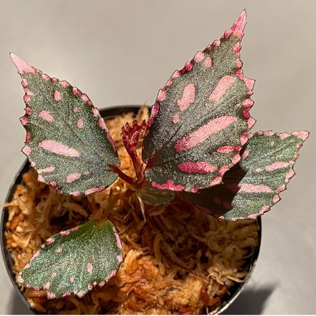 Begonia sp. ぼっち株 from Julau [R1214-01b]