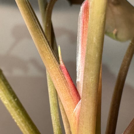 Homalomena sp. from Sarawak Borneo [KSB]
