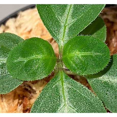 Gymnostachyum sp. f1 from Sumatera Barat [LA0414-01]