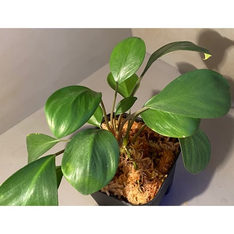 (大株) Homalomena sp. "Aceh selatan" Aceh Sumatra [TB]