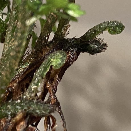 Bolbitis heteroclita cuspidata
